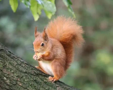 Native Red Squirrels Flourishing on Isle of Wight with Opportunity to Nearly Double, Findings Shows